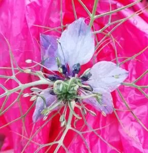 Pat 12 Juffertje in het groen